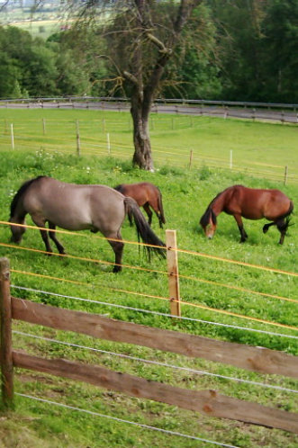 Unser Pferde auf der 2. Anlage 2004